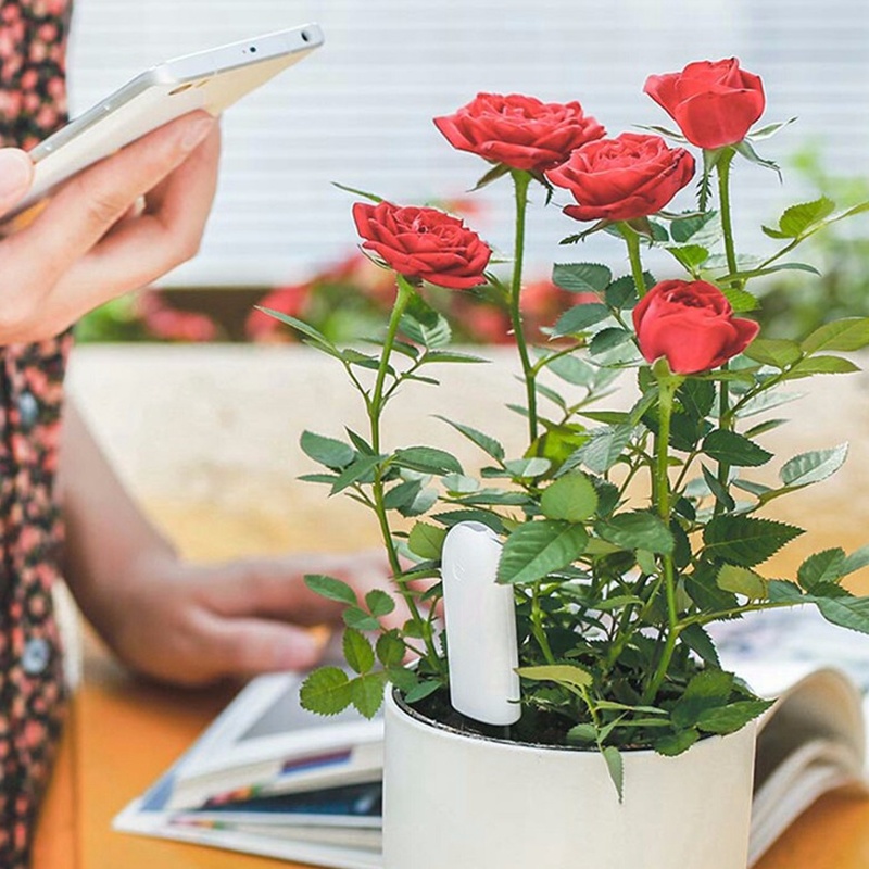 HHCC Flower Flora Care Plant T - Smart Garden Test avaliação e preço